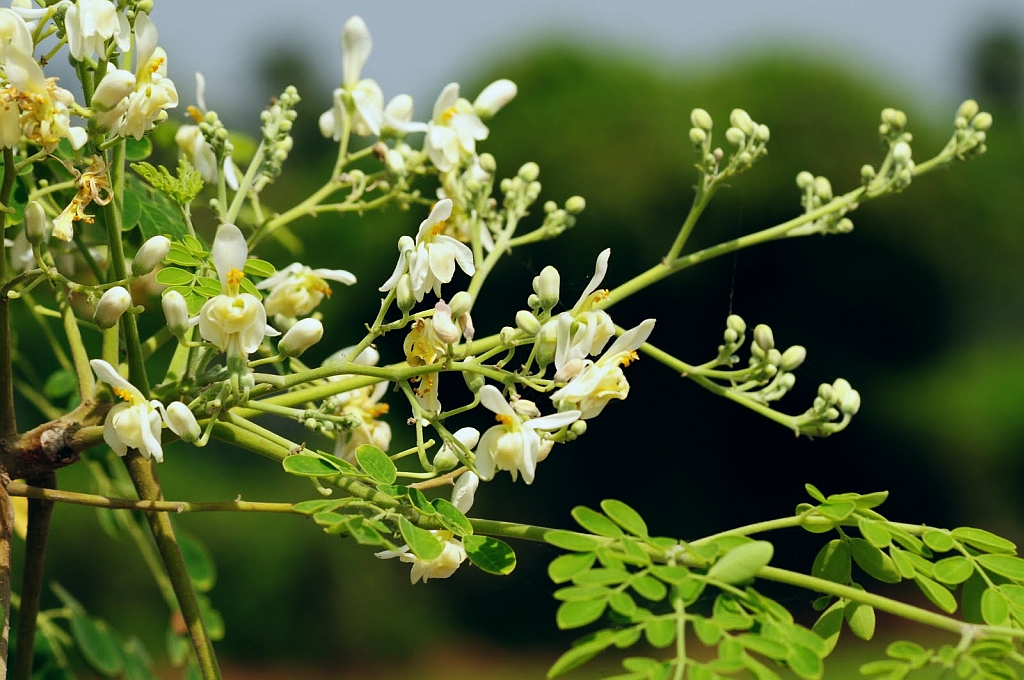 Health Benefits of Uses of Moringa oleifera